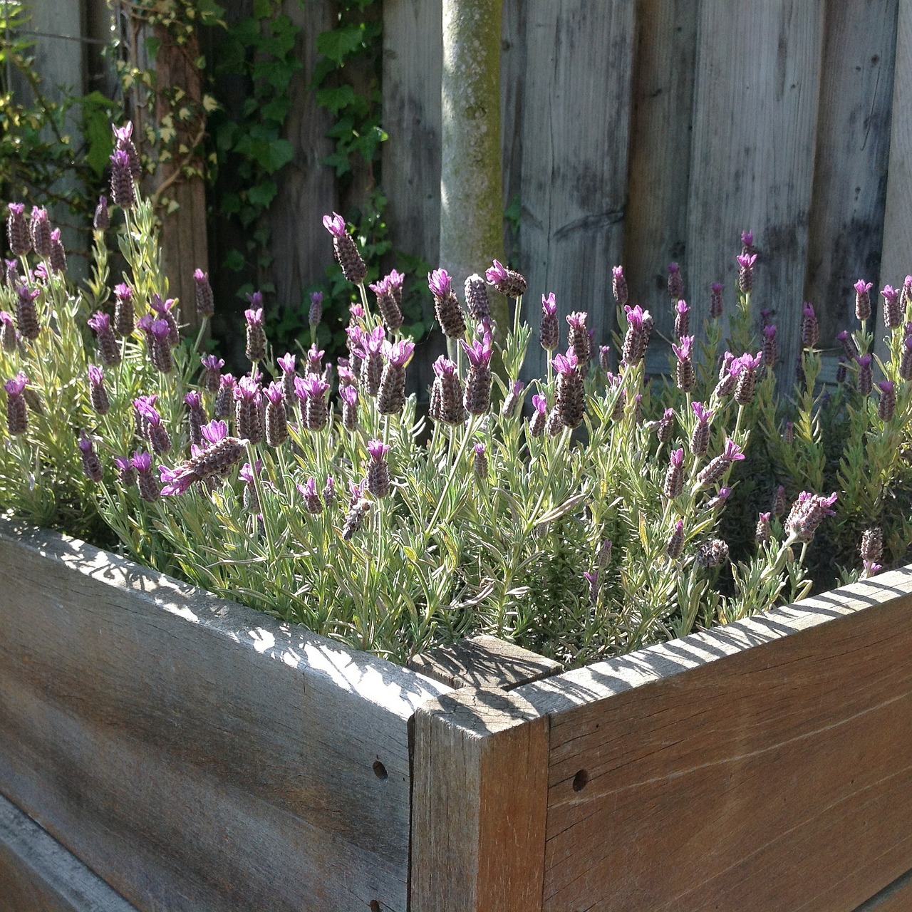 flowers lavender garden free photo