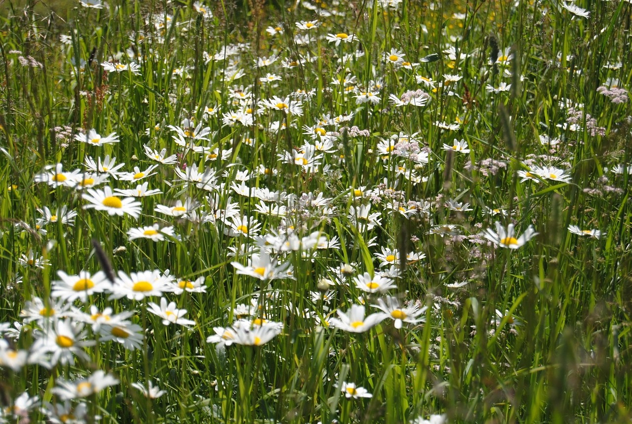 flowers wildflowers summer free photo