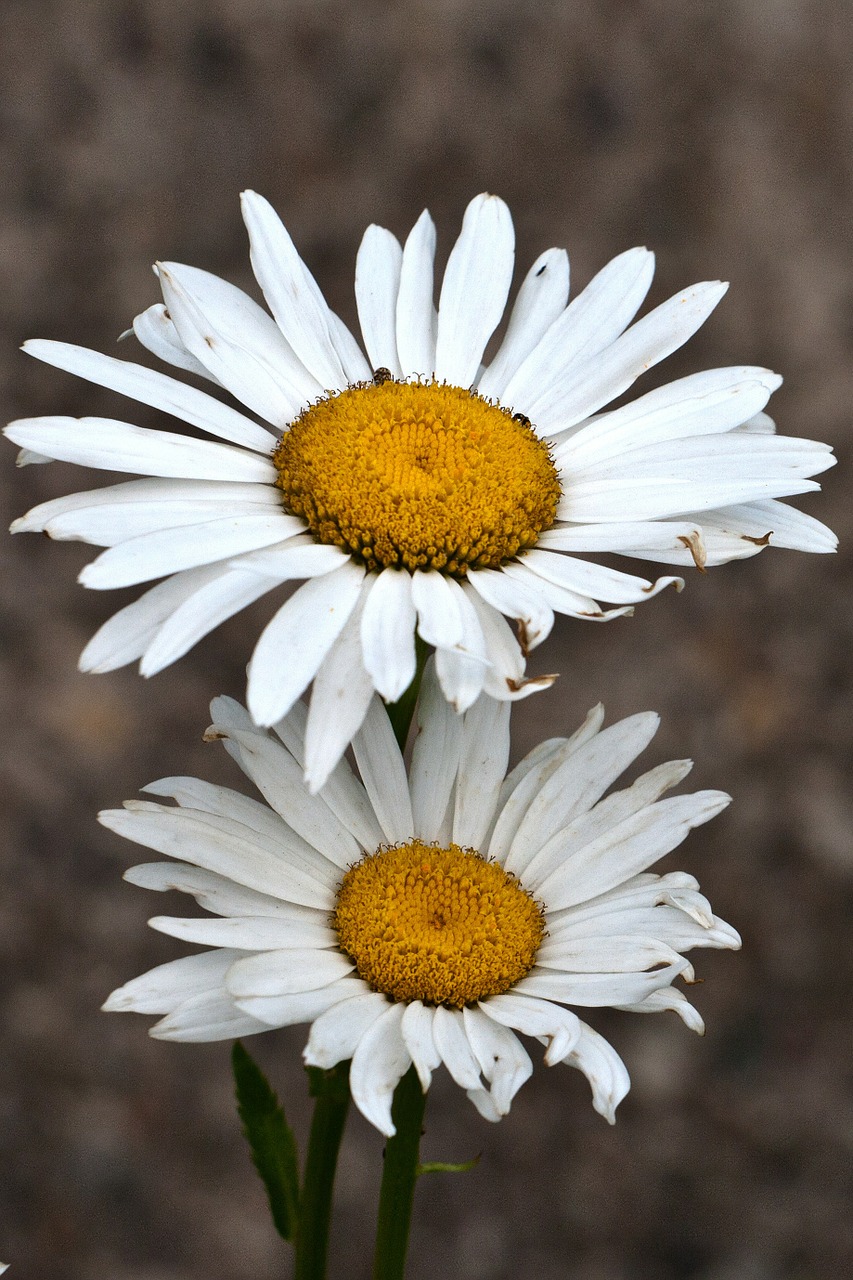 flowers margaret white free photo