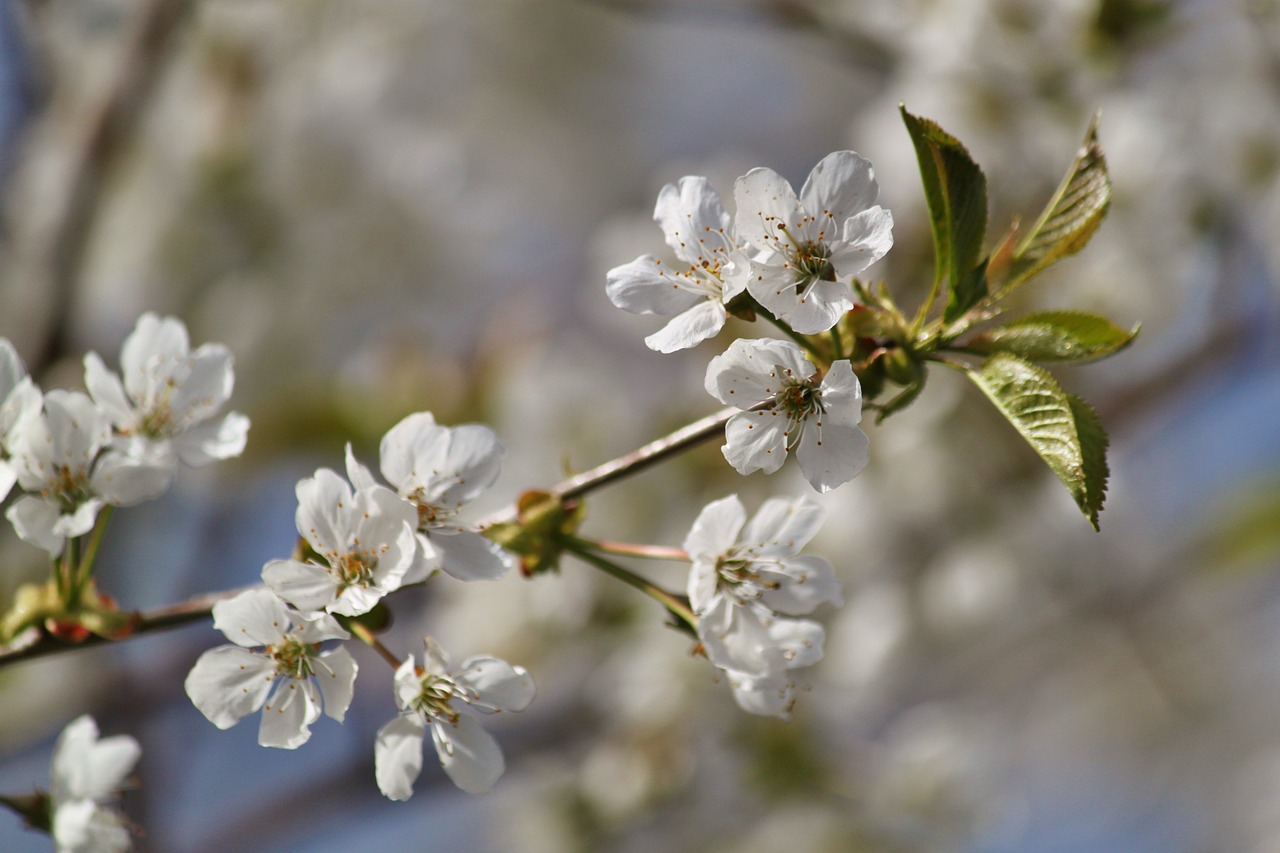 flowers cherry blossom spring free photo