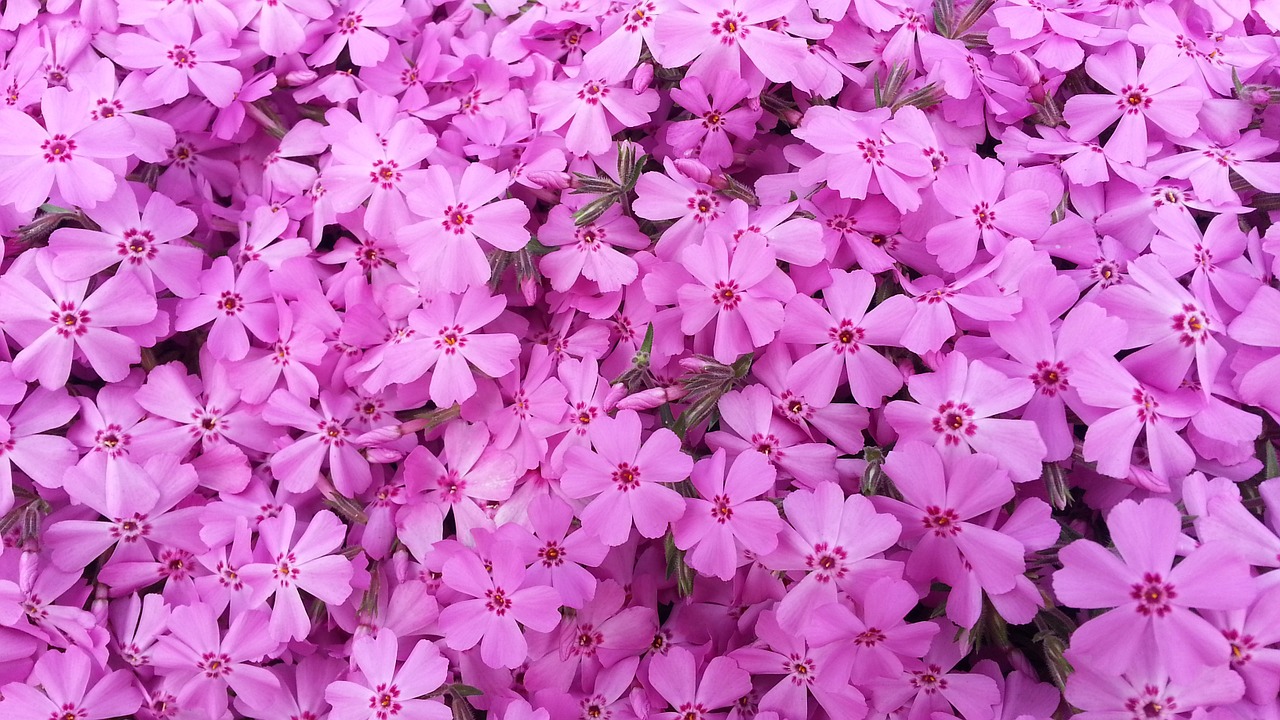 flowers pink spring free photo