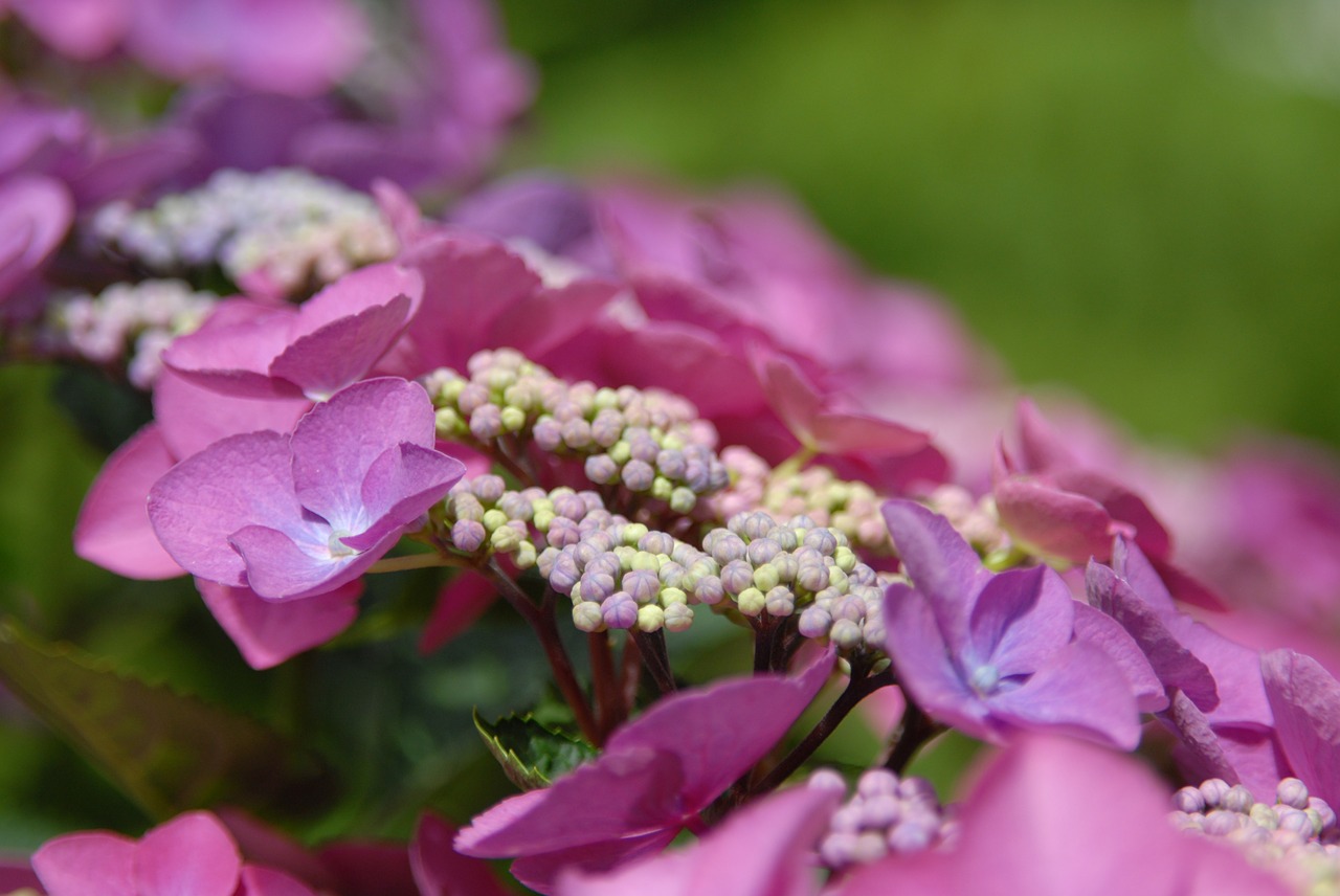 flowers plant nature free photo