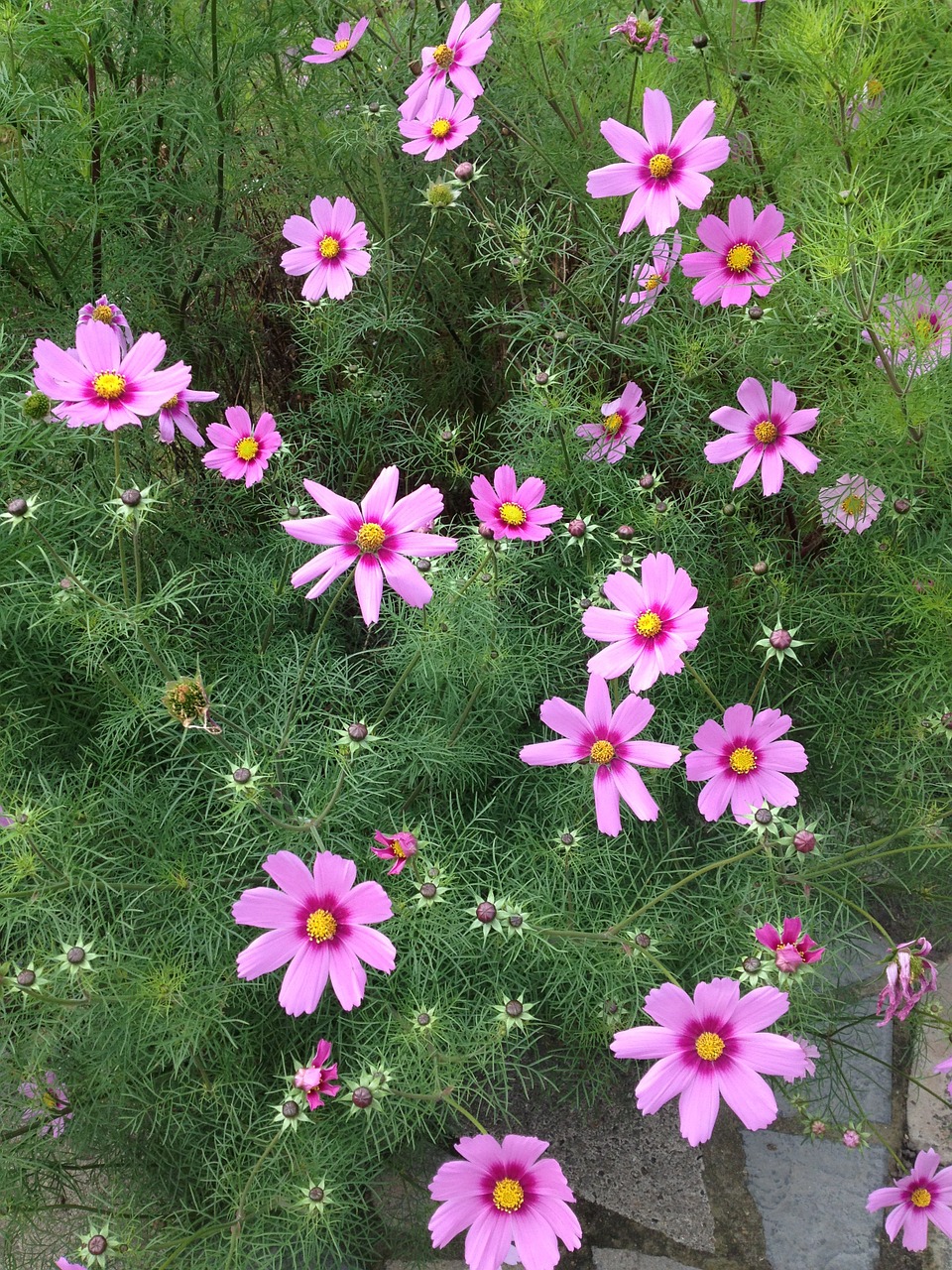 flowers pink green free photo