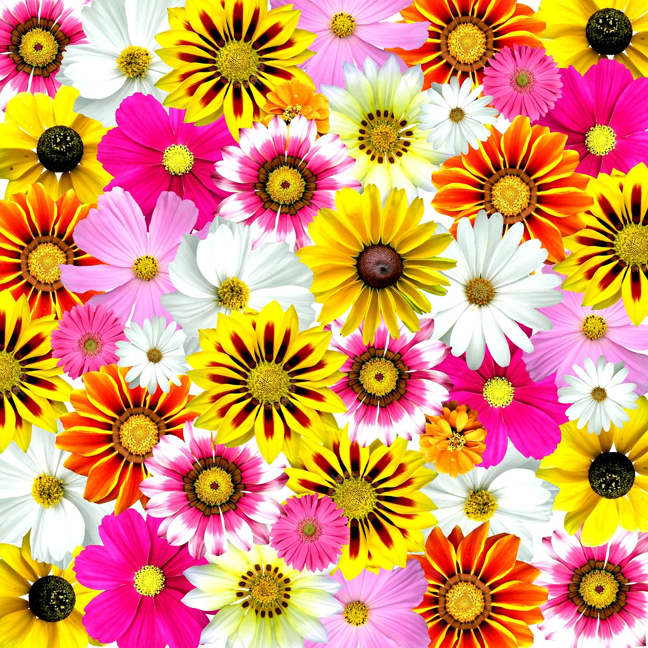 flowers colorful summer free photo