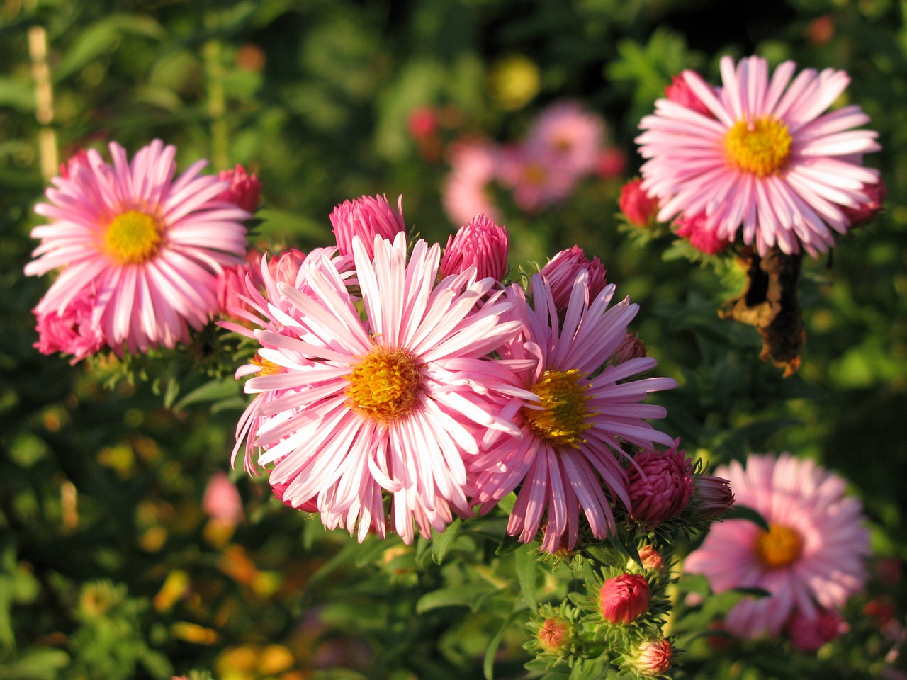 flowers pink plant free photo