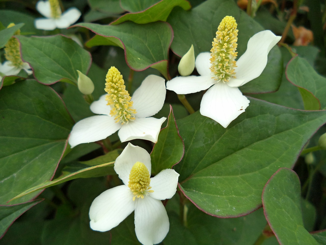 flowers dogwood nature free photo