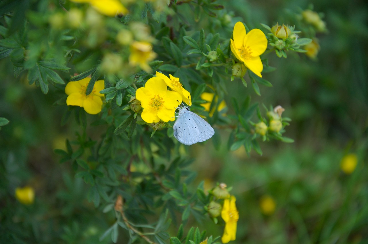 flowers insect butterfly free photo