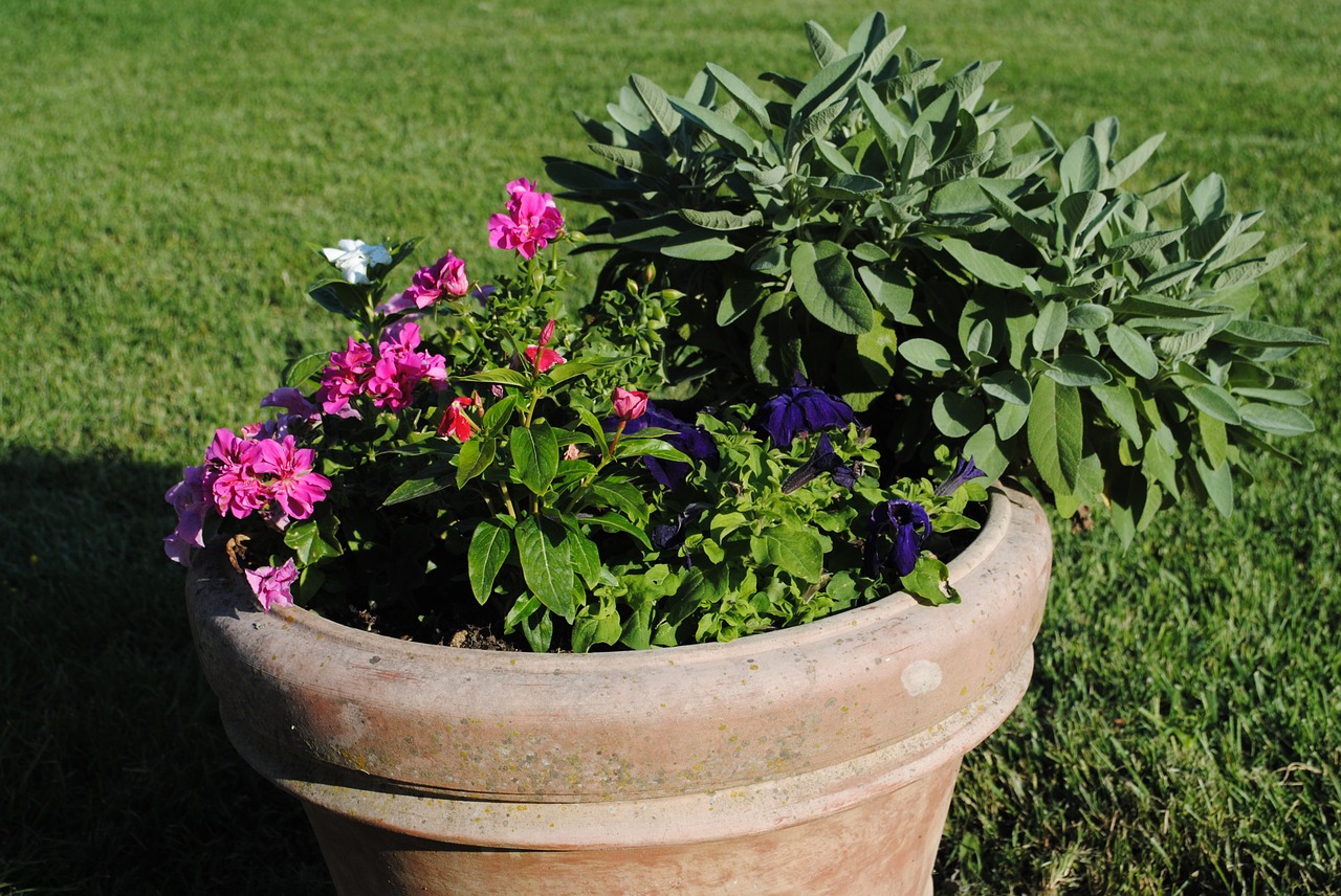 flowers potty grass free photo