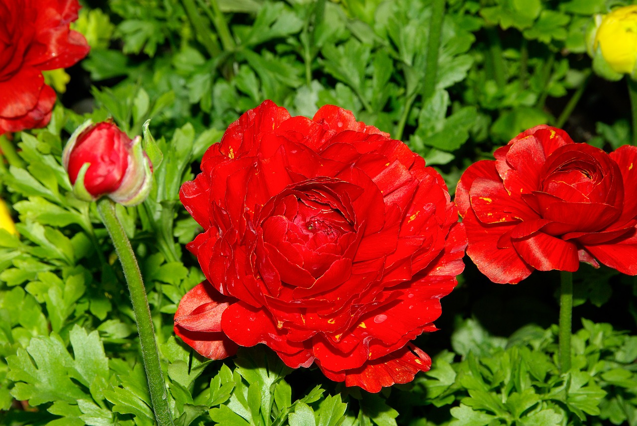 flowers petals red free photo