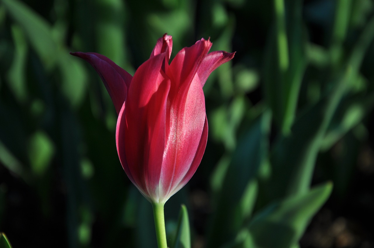 flowers flora tulips free photo