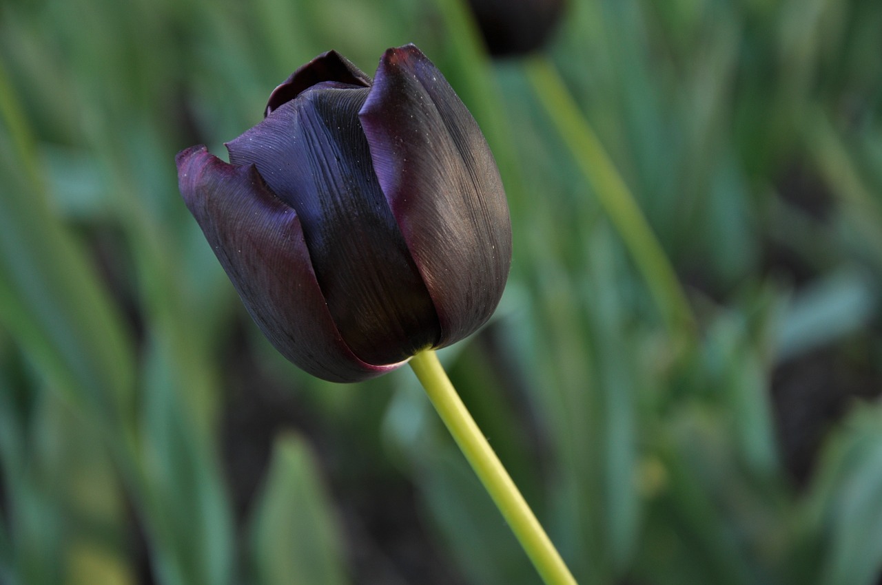 flowers flora tulips free photo