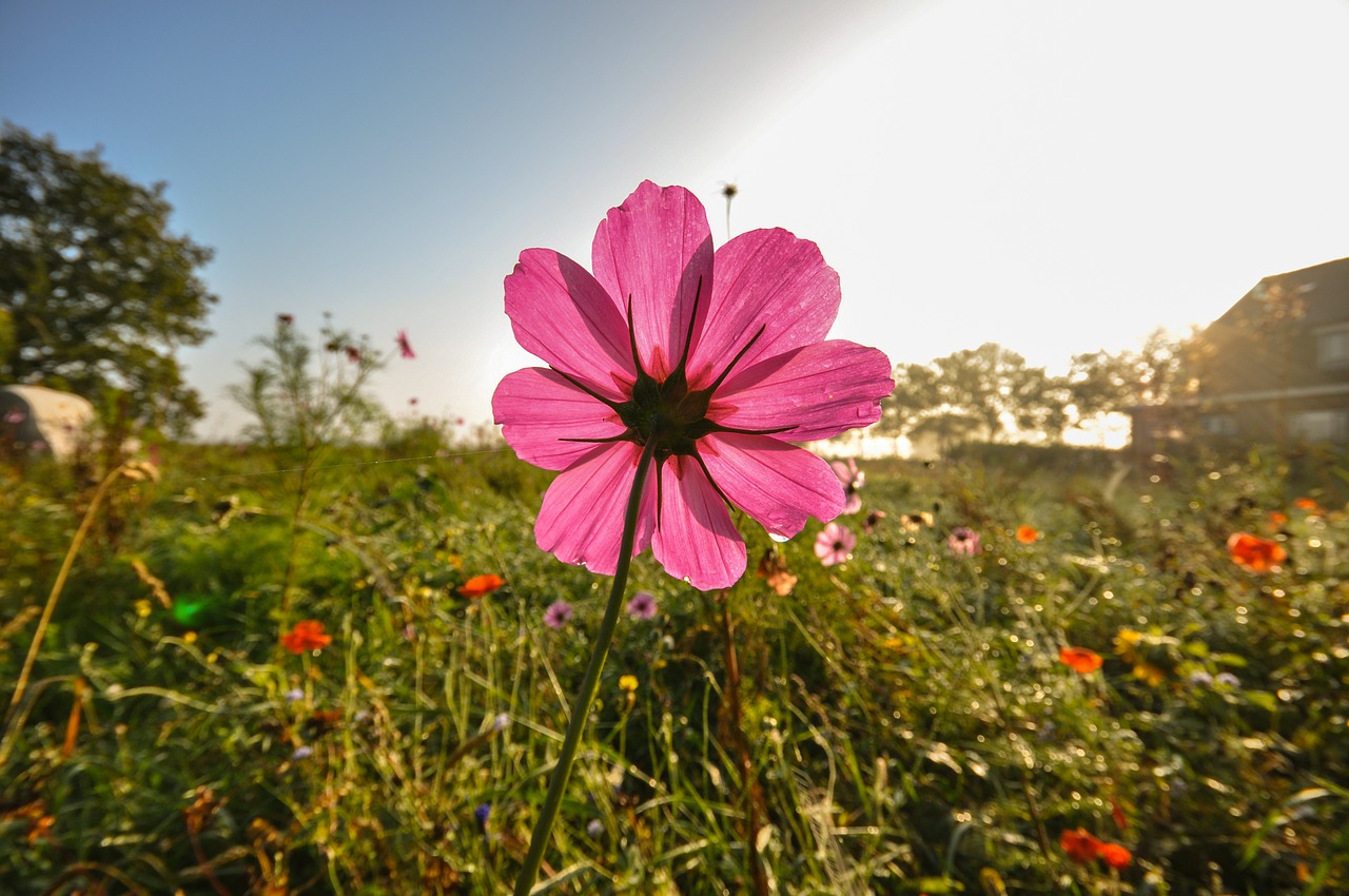 flowers wild morning free photo