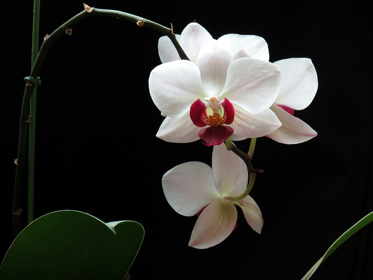 flowers nature orchid free photo