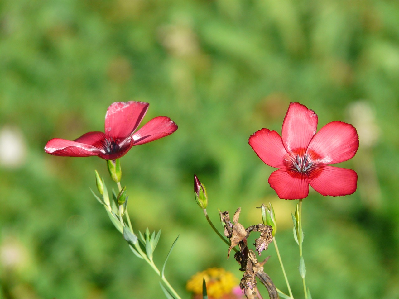 flowers red lein flower free photo