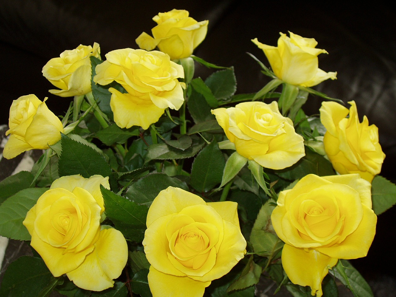 flowers rose yellow free photo