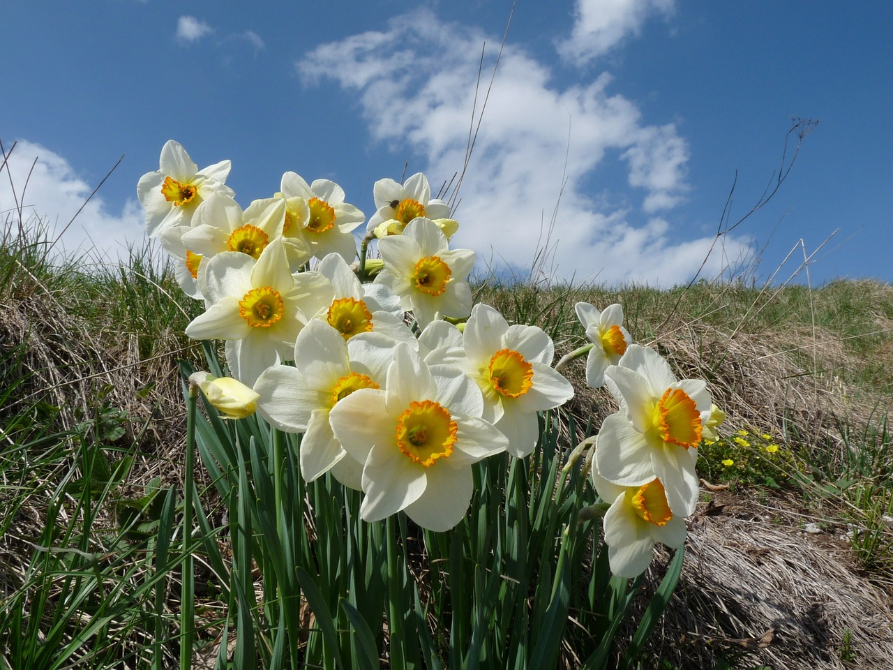 flowers spring margone free photo