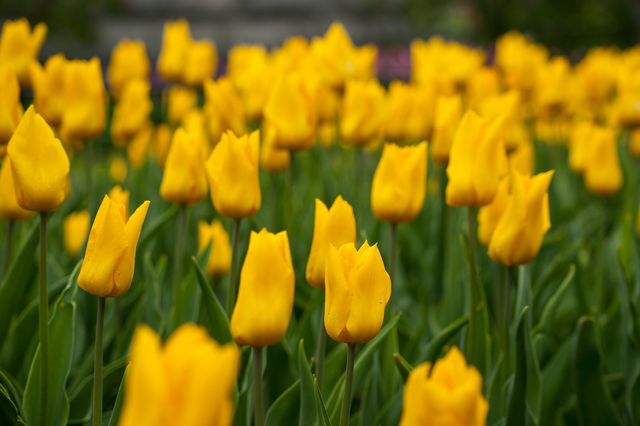 flowers yellow yellow flowers free photo