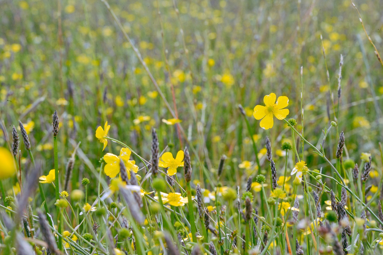 flowers hayfield spring free photo