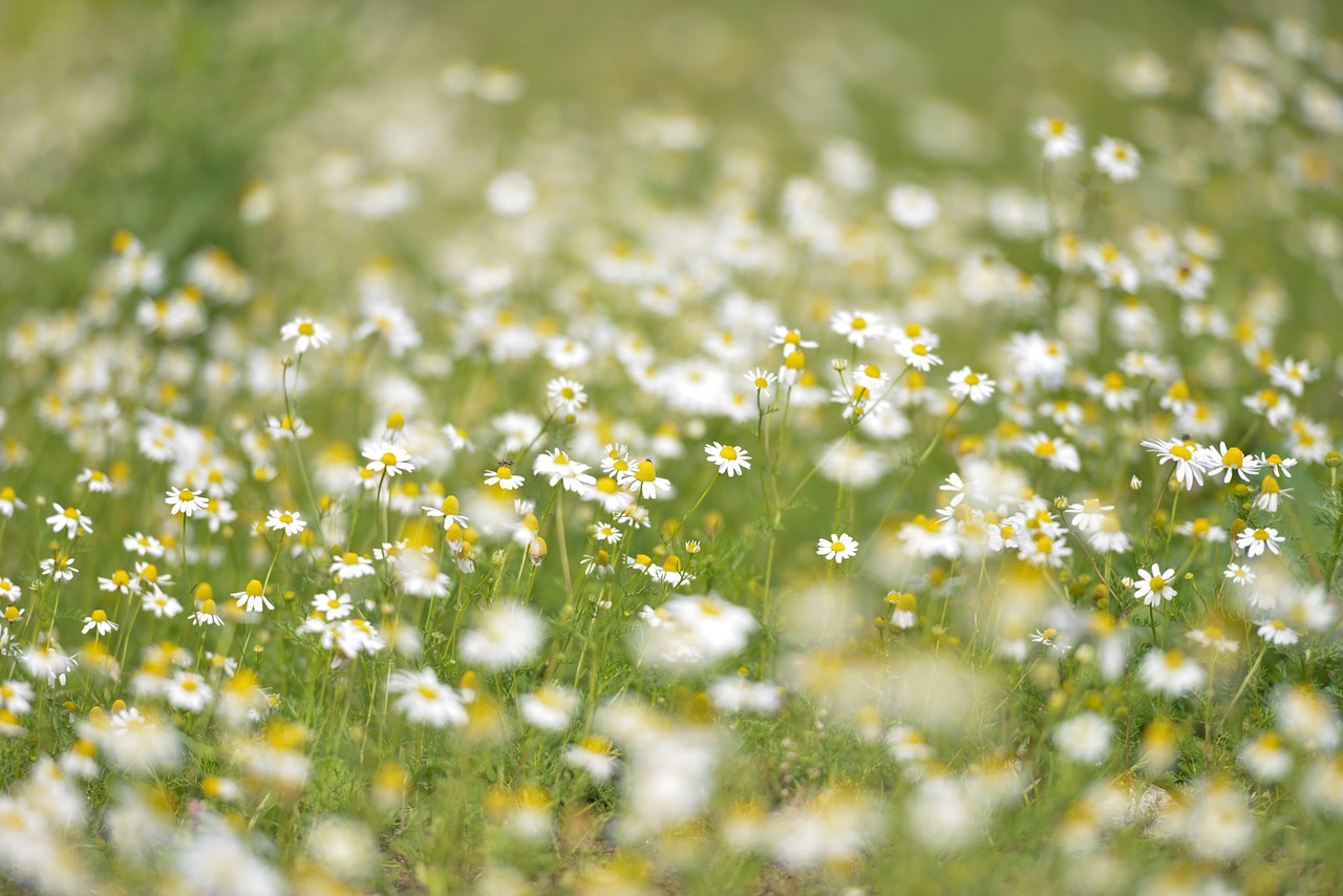 flowers daisies marguerites free photo