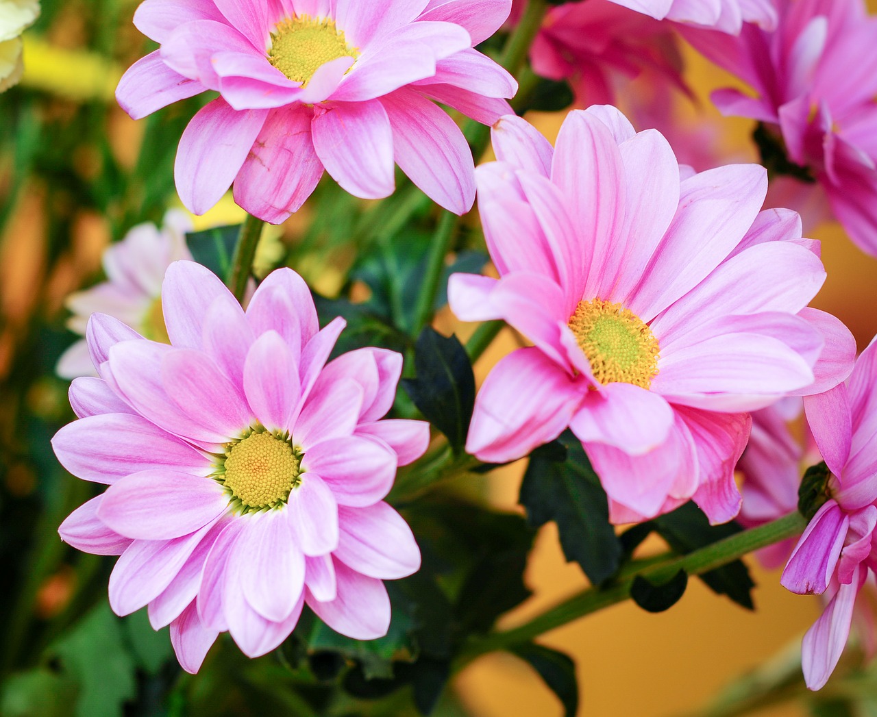 flowers closeup blossom free photo