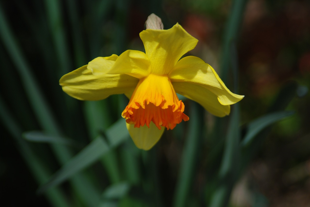 flowers narcissus yellow daffodils free photo