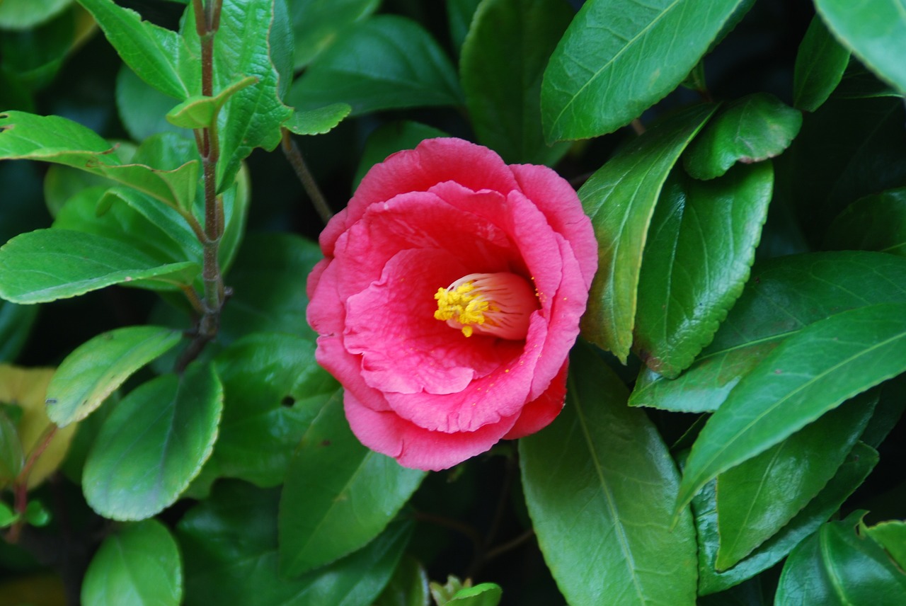 flowers camellia camellia japonica free photo