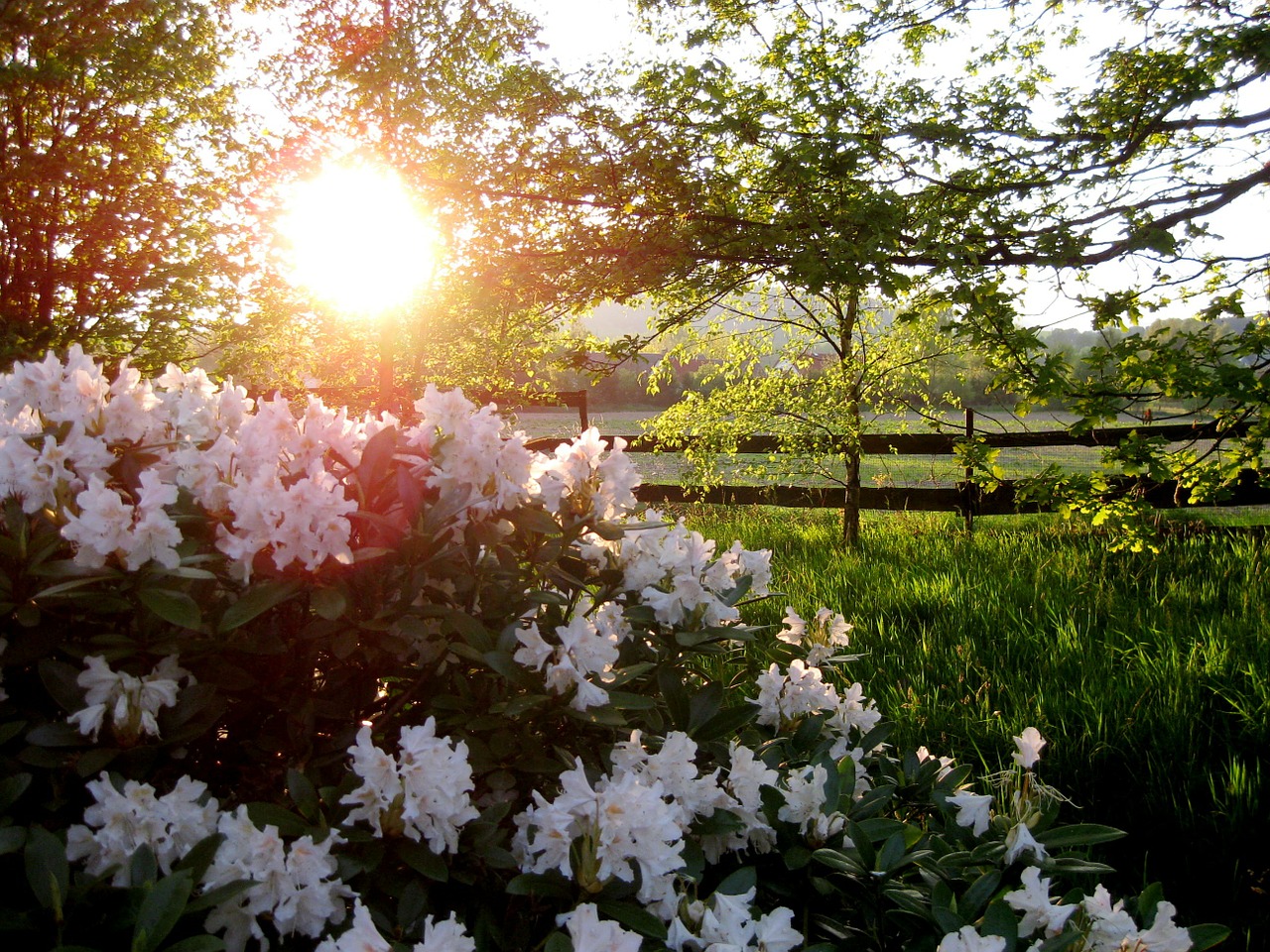 flowers garden nature free photo