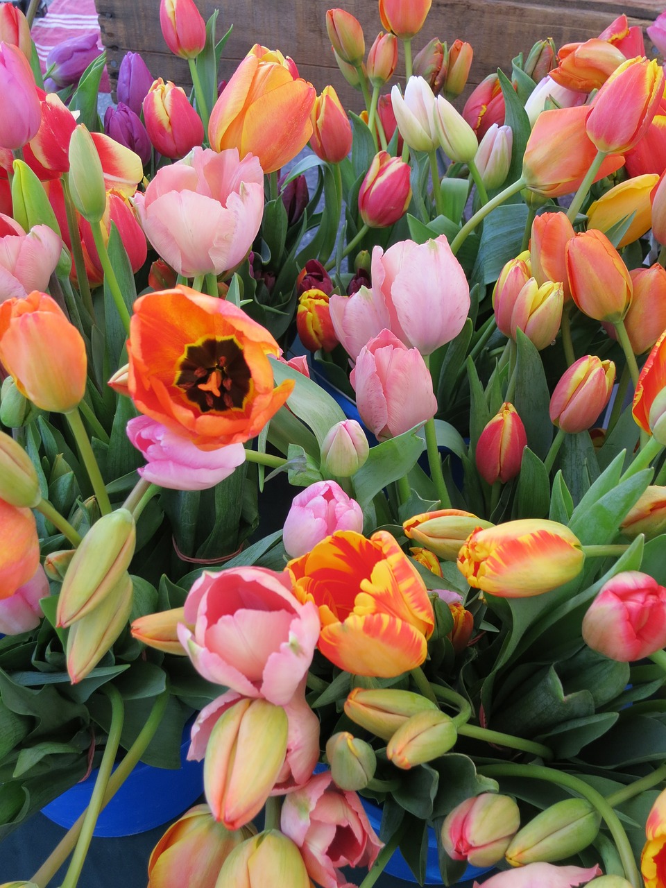 flowers tulips spring free photo