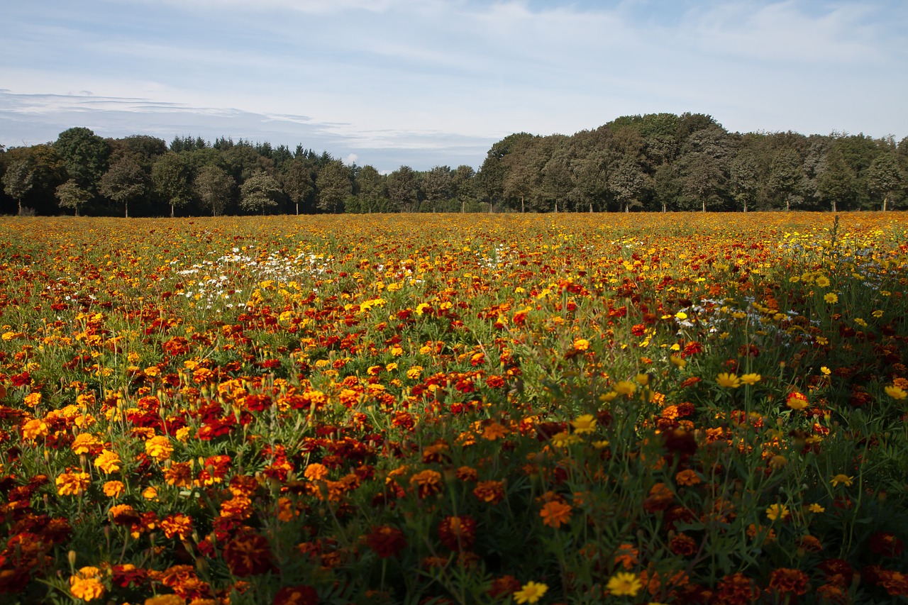 flowers meadow nature free photo