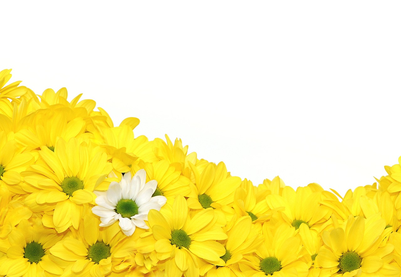 flowers chrysanthemums yellow free photo