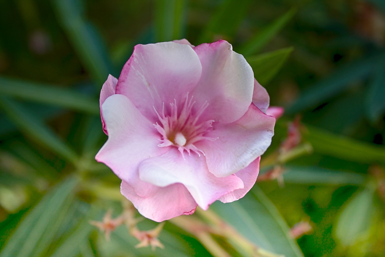 flowers vegetation flower free photo