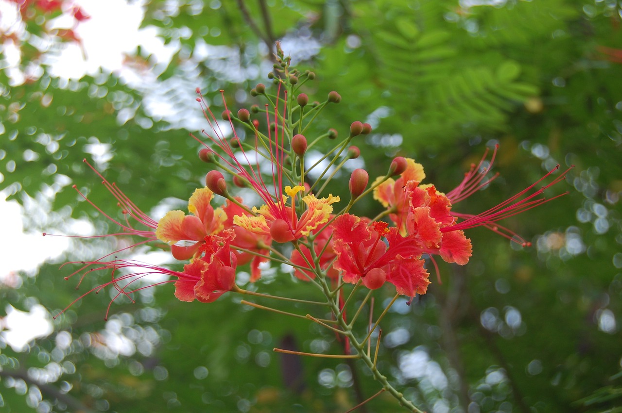 flowers plants nature free photo