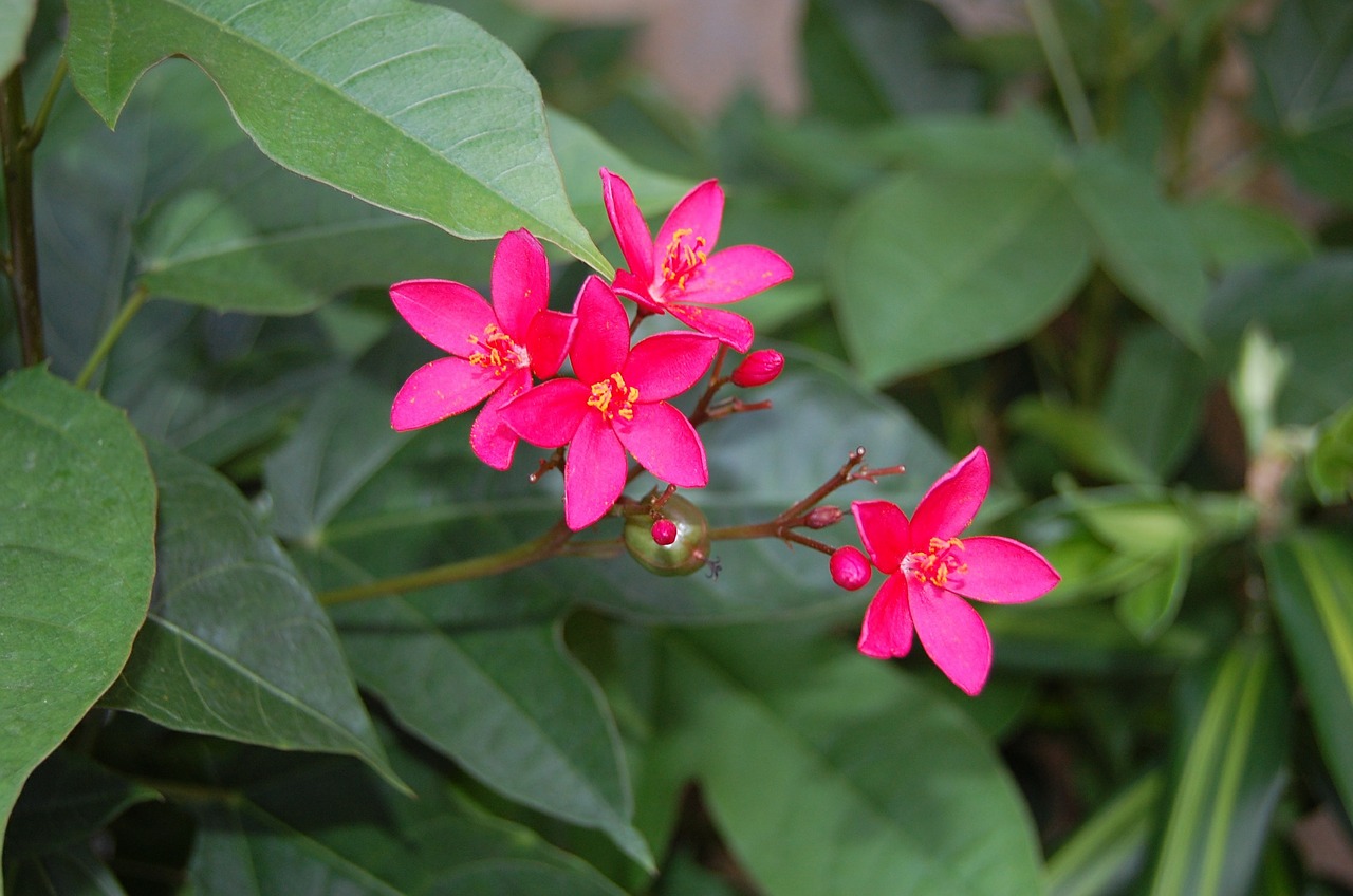 flowers plants garden free photo