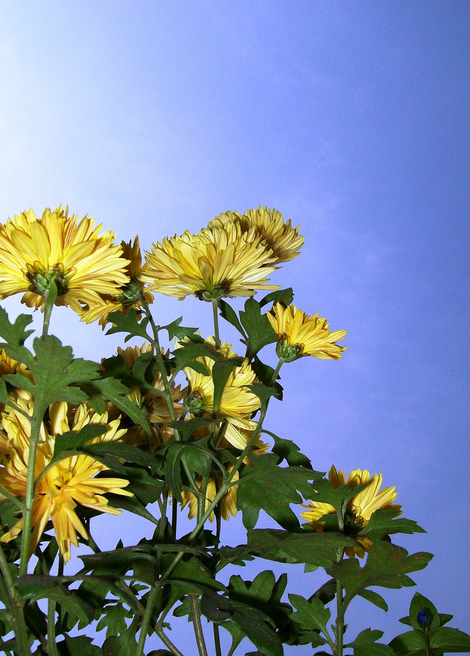 flowers yellow nature free photo