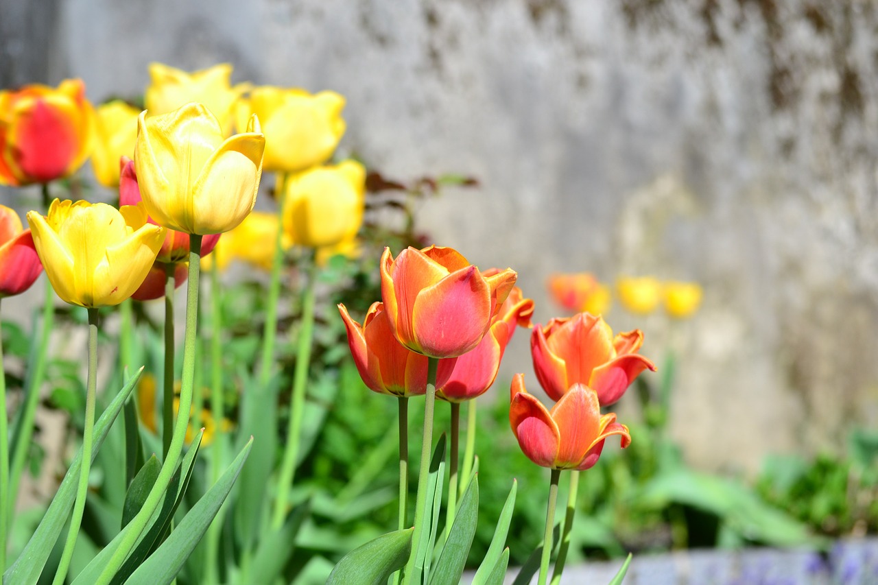 flowers garden spring free photo