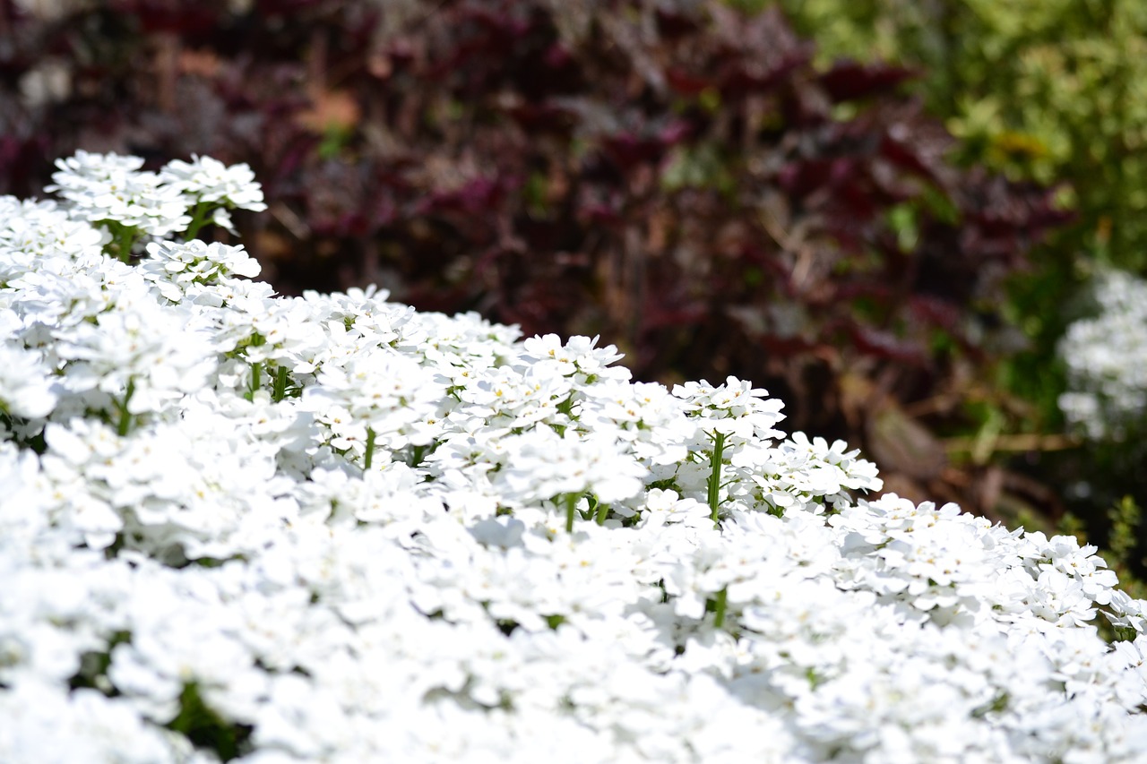 flowers garden spring free photo