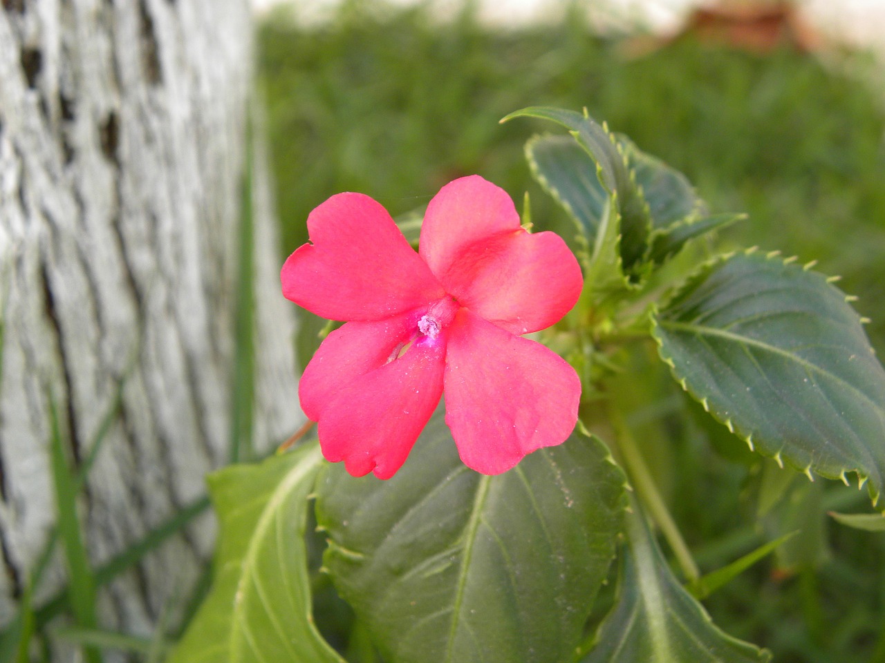 flowers red flower native flower free photo