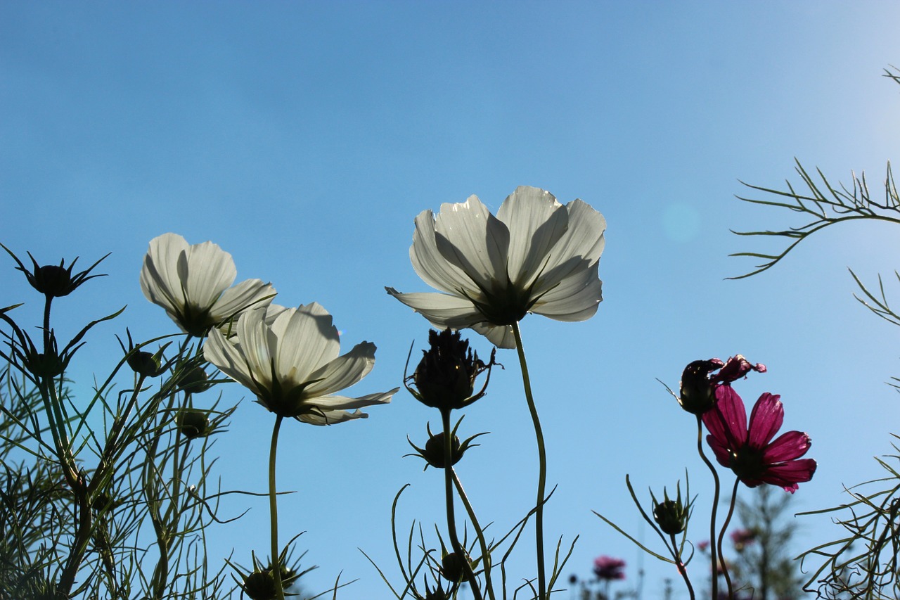 flowers autumn cherry blue sky free photo