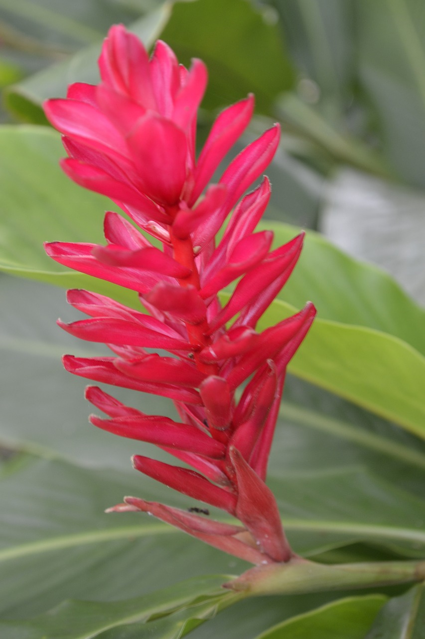 flowers plant exotic free photo