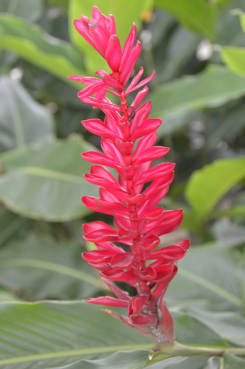 flowers plant exotic free photo