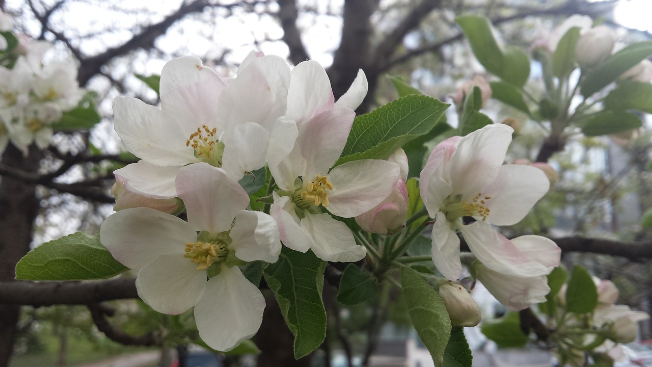 flowers spring springtime free photo