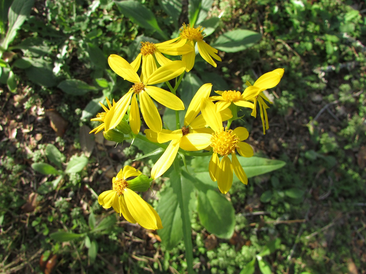 flowers yellow plant free photo