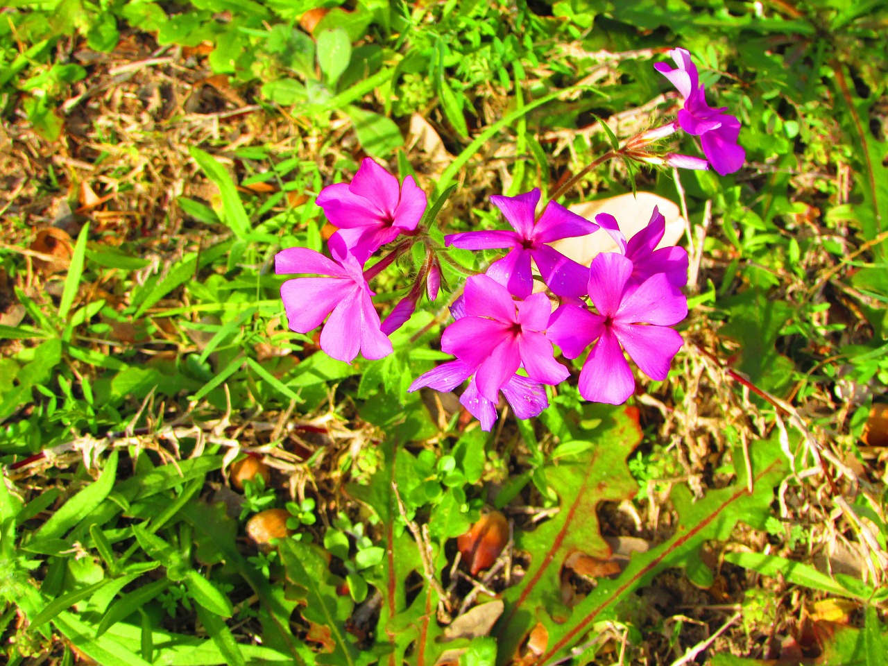 flowers plant flora free photo