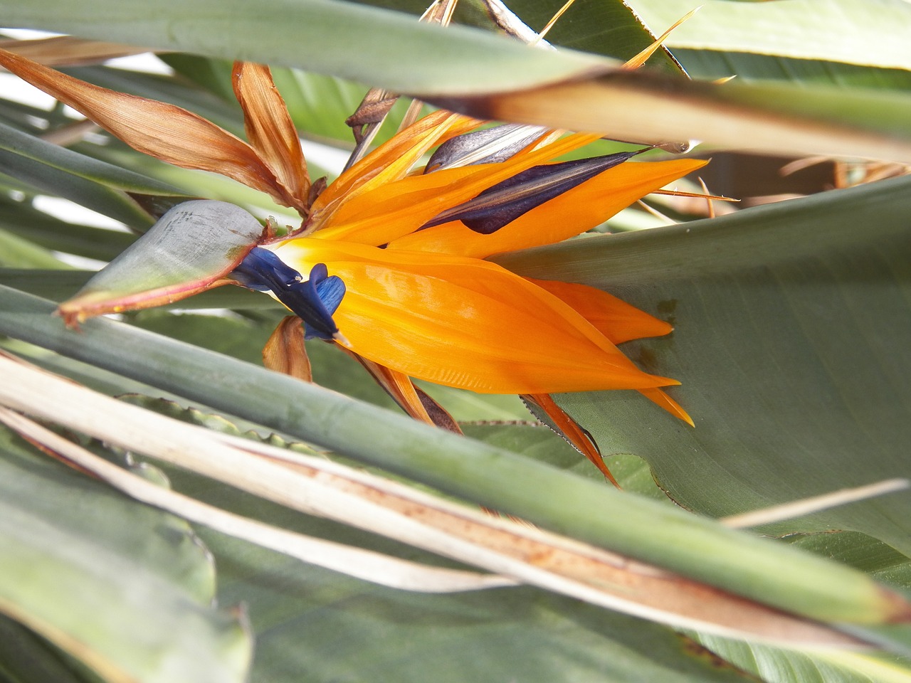flowers bird of paradise tropical free photo