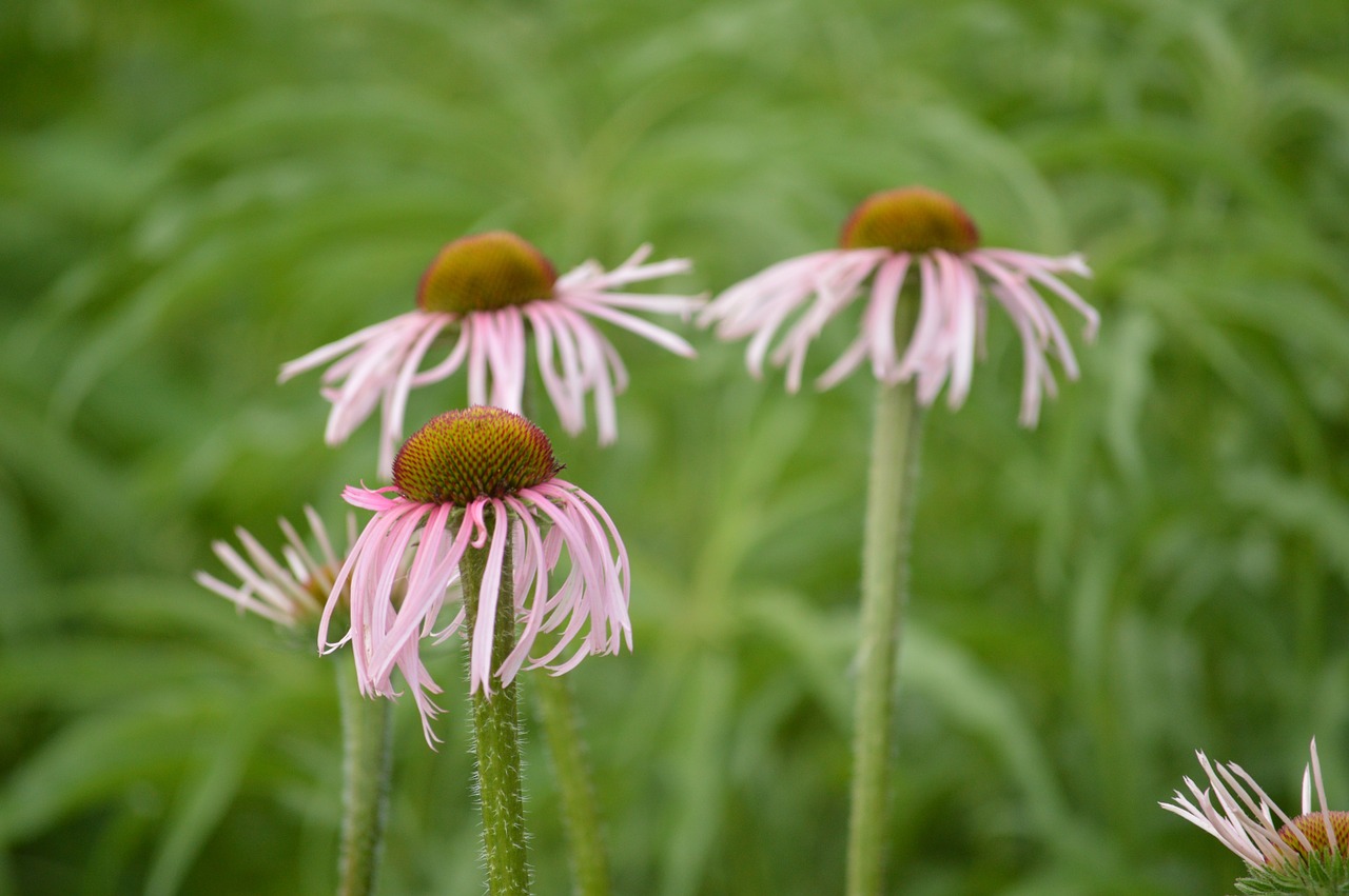 flowers grass nature free photo