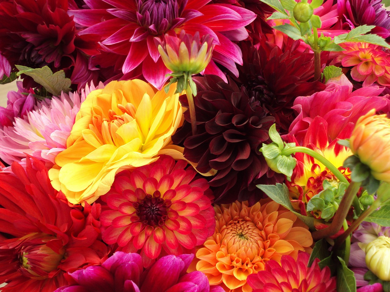 flowers assorted colorful free photo