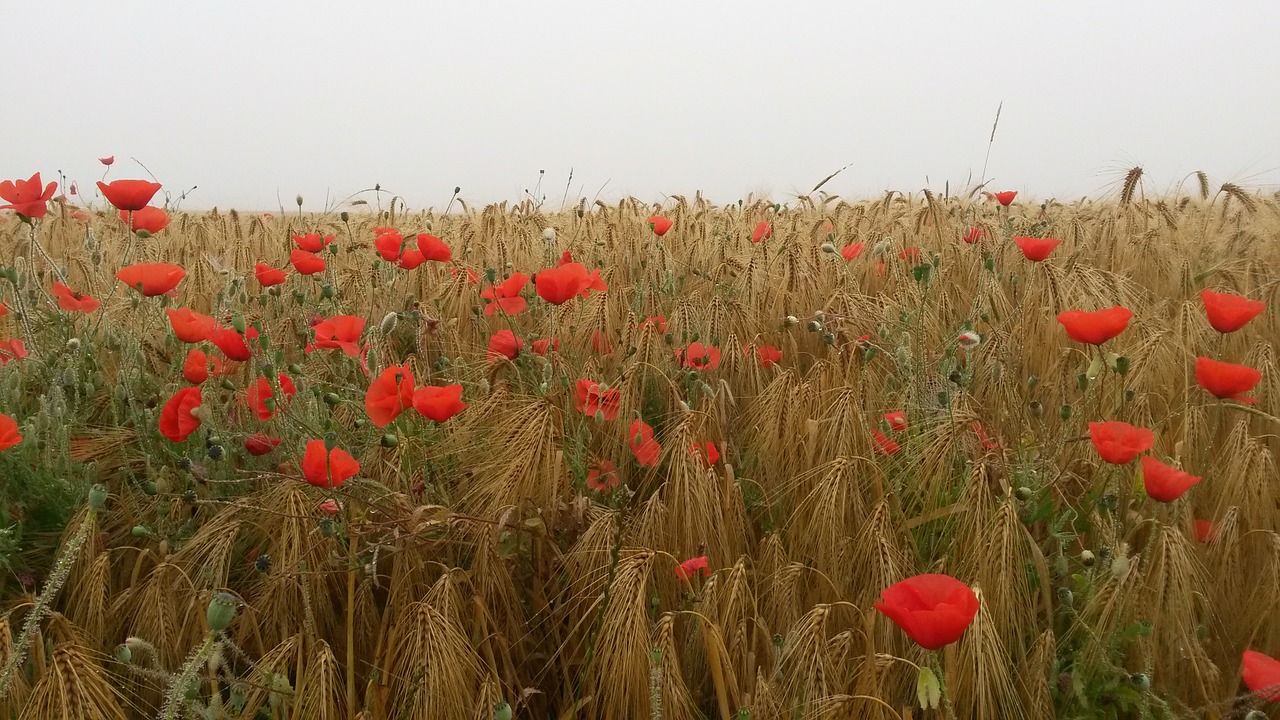 flowers field red free photo