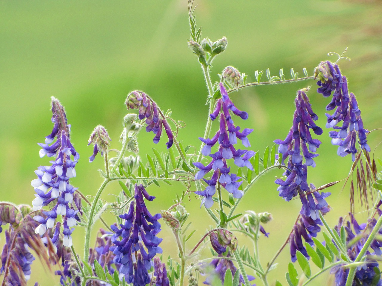 flowers purple lupine free photo