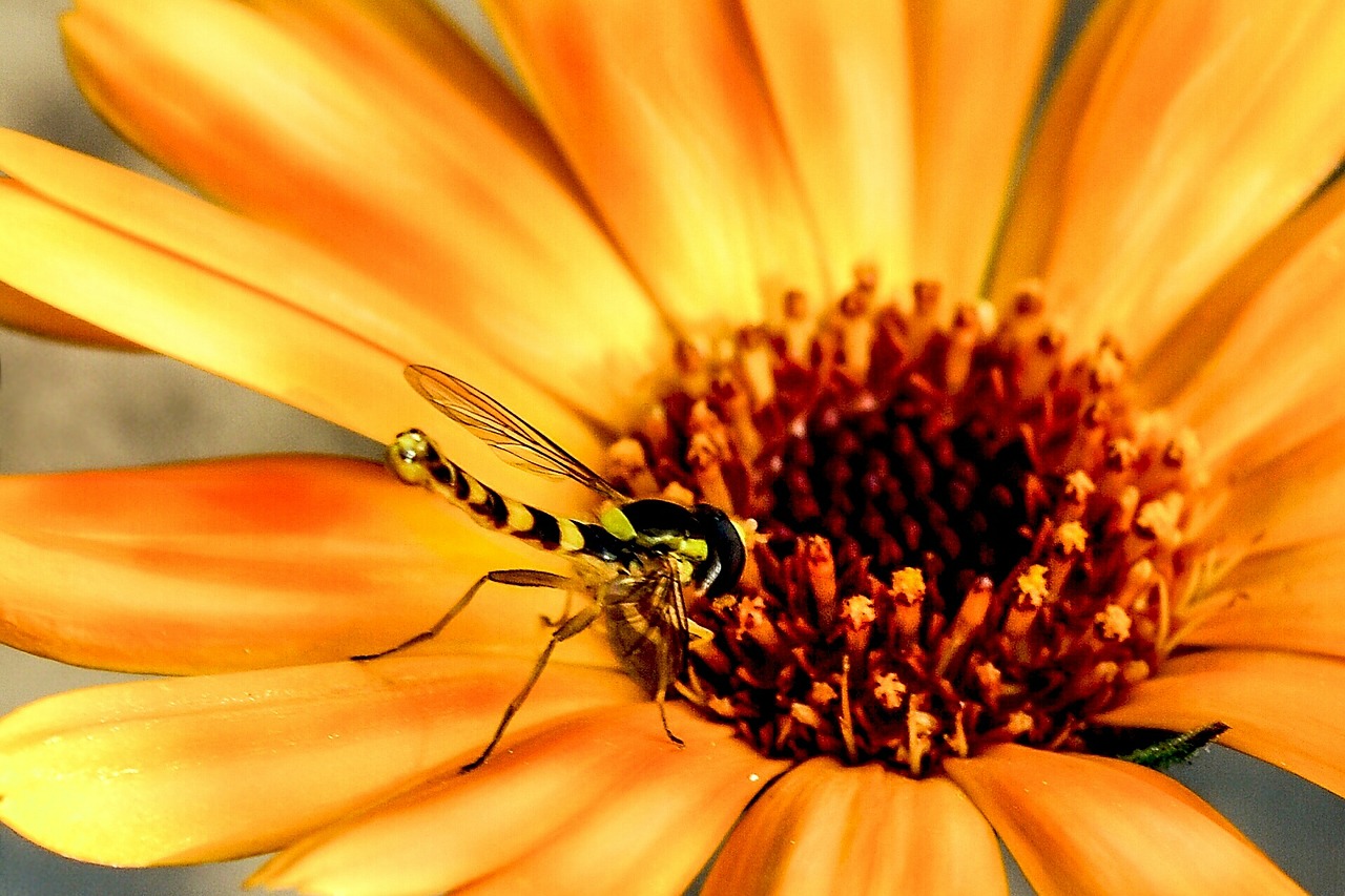 flowers insect fly free photo