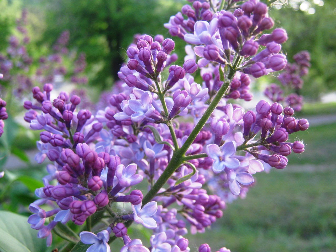 flowers lilac spring free photo